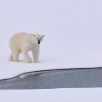 Siku – Ein Grund den Zoo in Djursland (Dänemark) zu besuchen