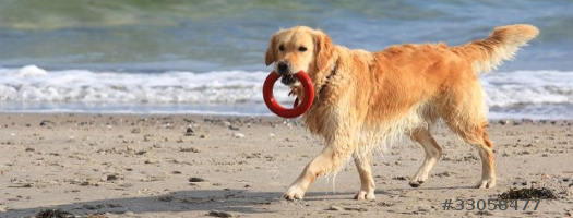 Hund am Strand